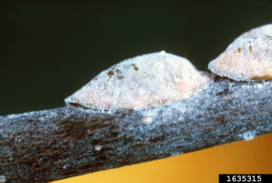 An adult magnolia scale insect is shown on a branch.