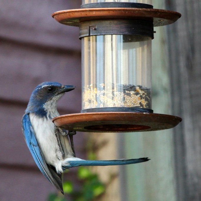 scrub jay at feeder