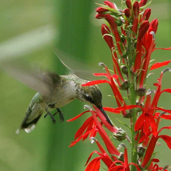 Hummingbird at cardinal flower