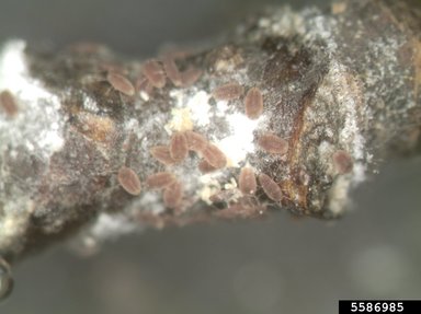Many magnolia scale crawlers are shown on a branch. 