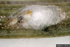 Adult pine needle scale insect is shown on a leaf.