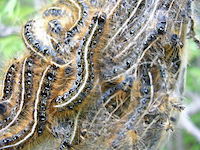 A mass of eastern tent caterpillars is seen in the webbing of their tent.