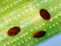 Pine needle scale crawlers are show, they are oval dark shapes on a green pine needle (highly magnified).