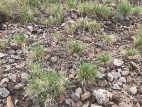 A patch of desert with rocks interspersed with bunches of green buffelgrass.