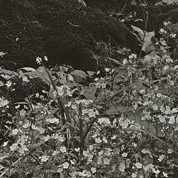 historic photo of wildflowers