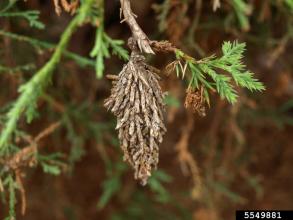 A bagworm bag, containing an overwintering female and her eggs, hangs from an evergreen tree.