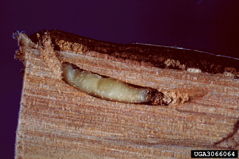 A bronze birch borer larva digs a tunnel in wood.