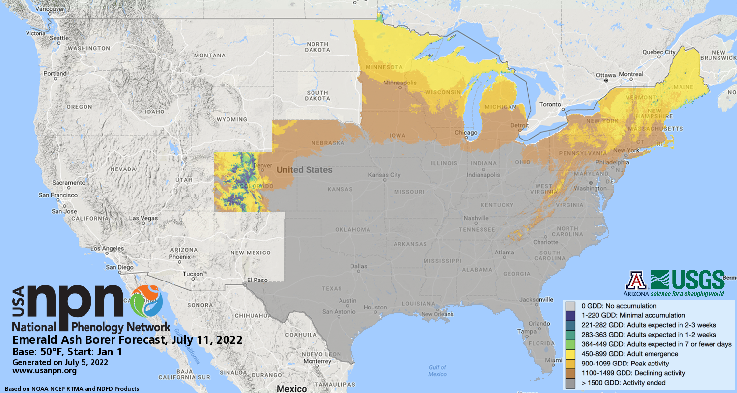 Emerald Ash Borer Pheno Forecast July 5, 2022