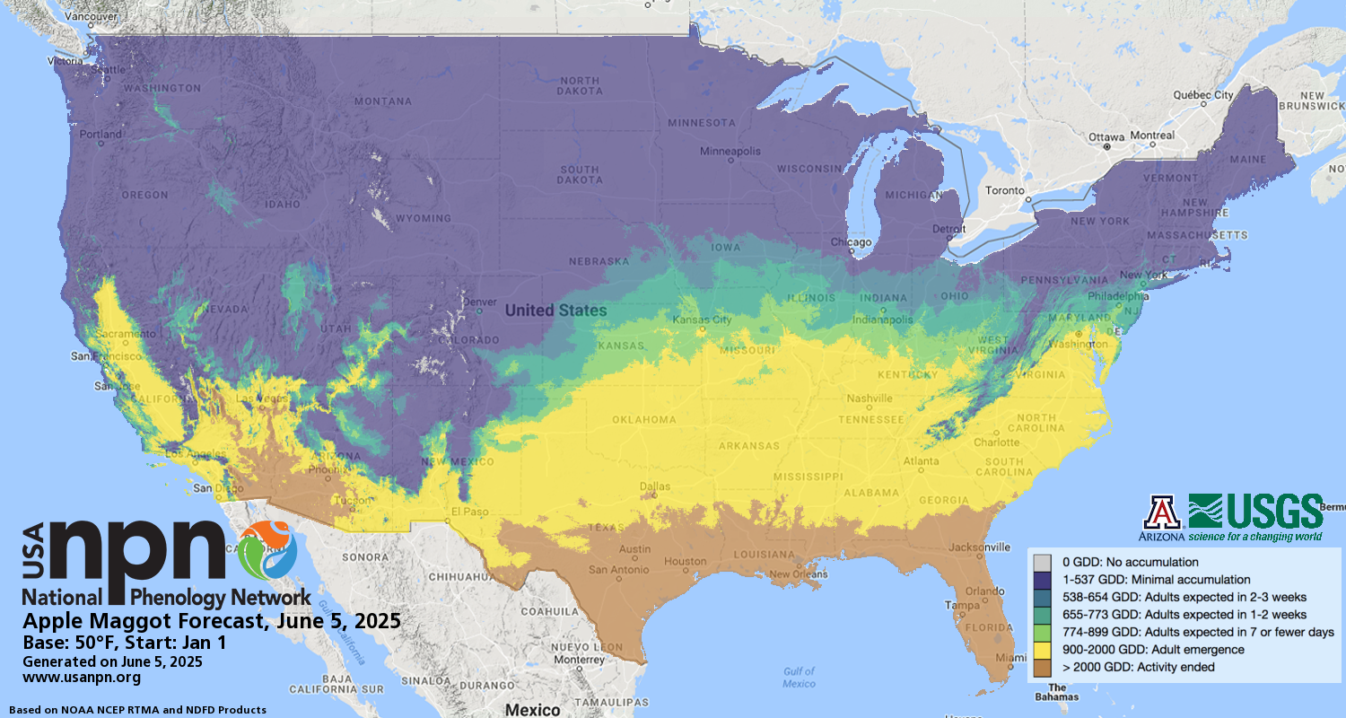 Apple Maggot Current Day Forecast